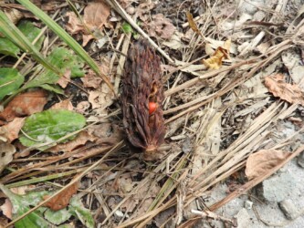 ホオノキの袋果と種