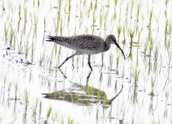 田んぼで採餌中のチュウシャクシギ