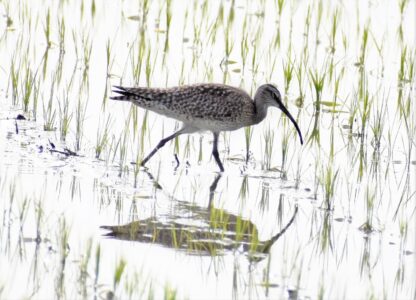 田んぼで採餌中のチュウシャクシギ