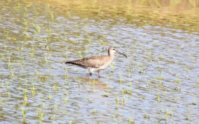 田んぼで採餌中のチュウシャクシギ
