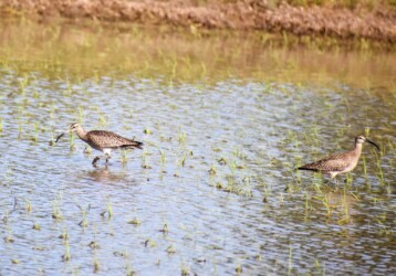 田んぼで採餌中のチュウシャクシギ