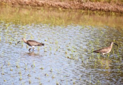 田んぼで採餌中のチュウシャクシギ