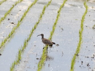 田んぼで採餌中のチュウシャクシギ