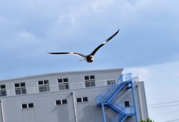 飛びながら威嚇してくるケリ