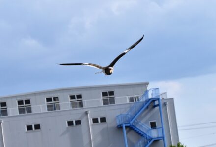 飛びながら威嚇してくるケリ