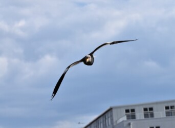 飛びながら威嚇してくるケリ