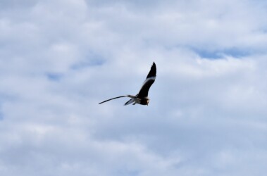 飛びながら威嚇してくるケリ