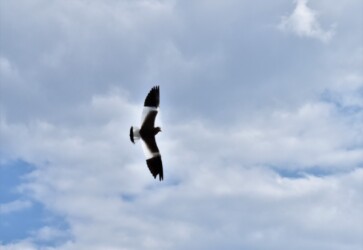 飛びながら威嚇してくるケリ