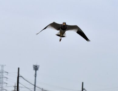 飛びながら威嚇してくるケリ