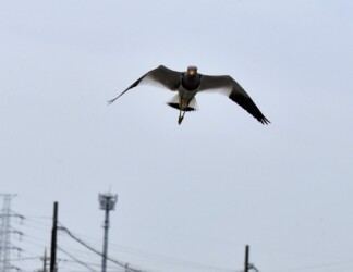 飛びながら威嚇してくるケリ
