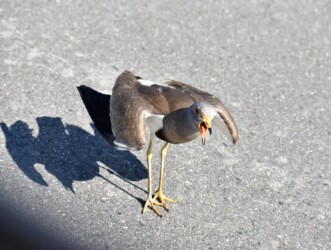 車の周りで威嚇するケリ
