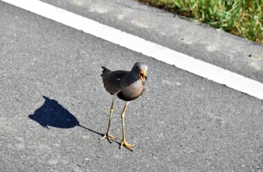 車の周りで威嚇するケリ