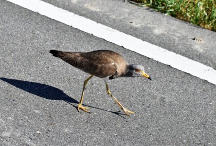 車の周りで威嚇するケリ
