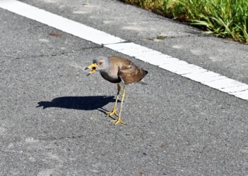 車の周りで威嚇するケリ