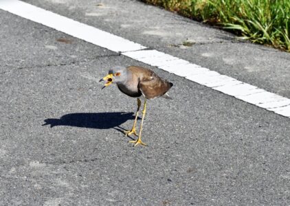 車の周りで威嚇するケリ