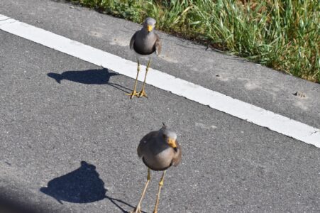 威嚇の効果を見ている風情
