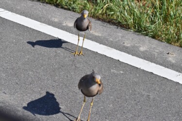 威嚇の効果を見ている風情