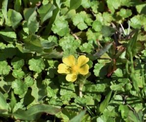 ヘビイチゴの花