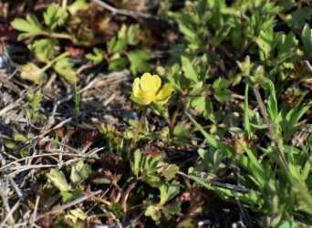 ヘビイチゴの花