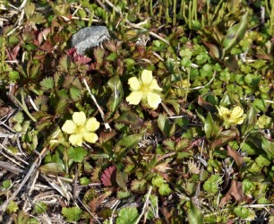 ヘビイチゴの花