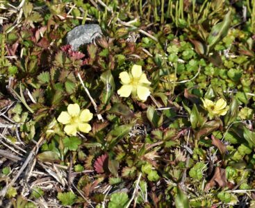 ヘビイチゴの花