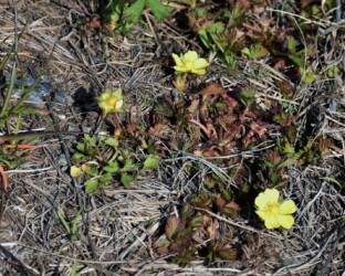 ヘビイチゴの花