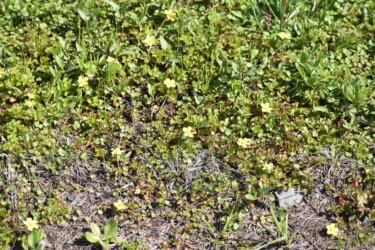 ヘビイチゴの花