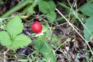 ヘビイチゴの果実