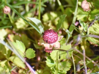 ヘビイチゴの果実