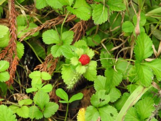 ヘビイチゴの果実