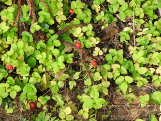 ヘビイチゴの果実