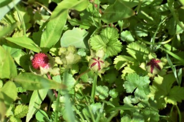 花托に包まれた若い果実