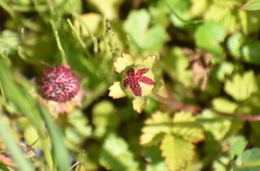 花托に包まれた若い果実