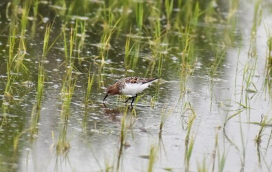 餌を探すトウネン