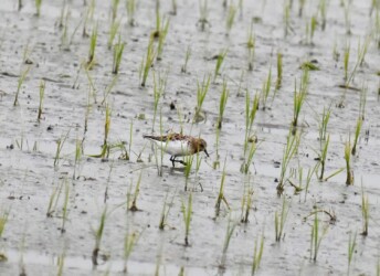 餌を探すトウネン