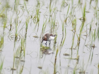 餌を探すトウネン
