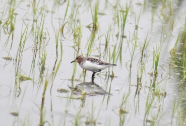 餌を探すトウネン