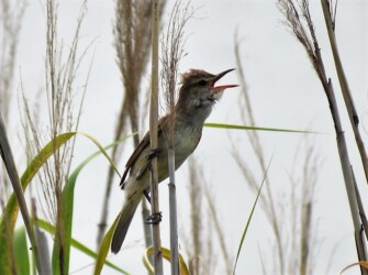 ヨシ原で囀るオオヨシキリ