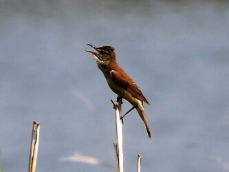 ヨシ原で囀るオオヨシキリ