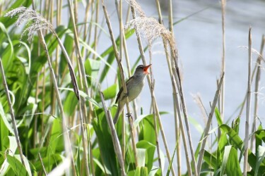 ヨシ原で囀るオオヨシキリ