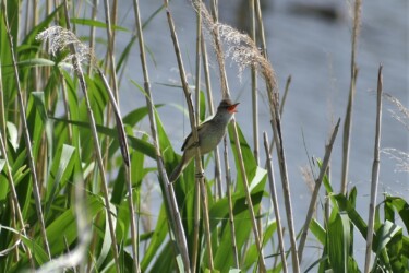 ヨシ原で囀るオオヨシキリ