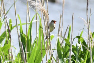 ヨシ原で囀るオオヨシキリ