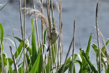 ヨシ原で囀るオオヨシキリ