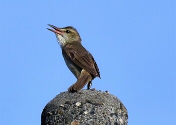電柱で囀るオオヨシキリ