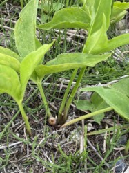 カラスビシャクのムカゴ 分かるかな?