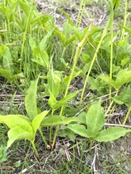 カラスビシャクのムカゴ 分かるかな?