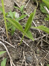 カラスビシャクのムカゴ 分かるかな?