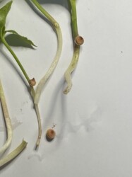 カラスビシャクのムカゴ