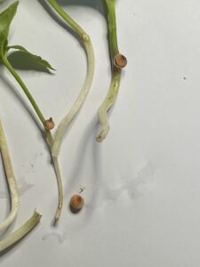 カラスビシャクのムカゴ