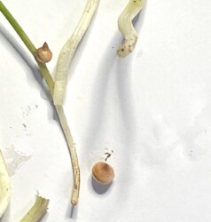 カラスビシャクのムカゴ